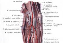 Radialne in ulnarne arterije