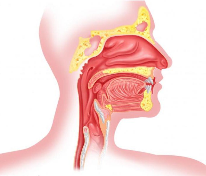 Гортань И Глотка Строение Фото Через Рот