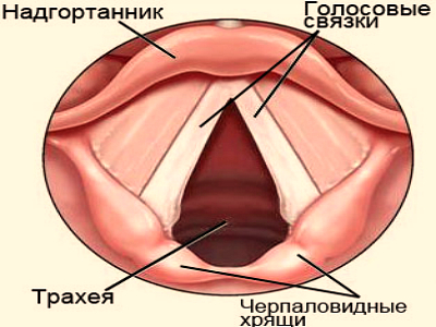 Голосовые связки у человека. Надгортанник и голосовые связки. Голосовые связки анатомия строение. Черпаловидные хрящи гортани опухоль. Трахея и голосовые связки.